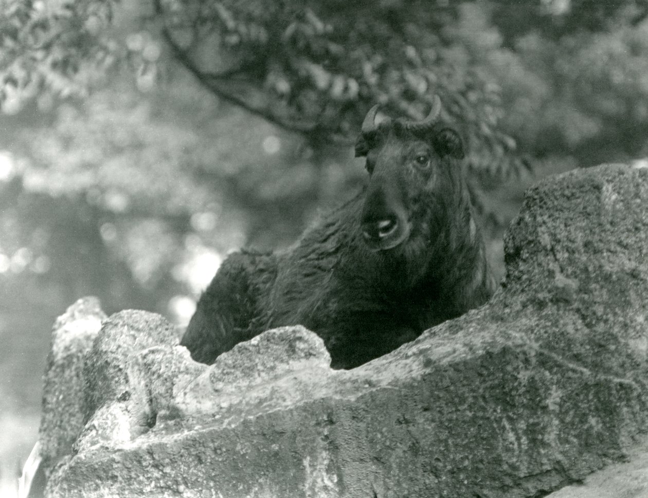 En ung Takin, også kjent som en storfegems eller Gnu-geit, hviler på en stein, London Zoo, juni 1924 av Frederick William Bond
