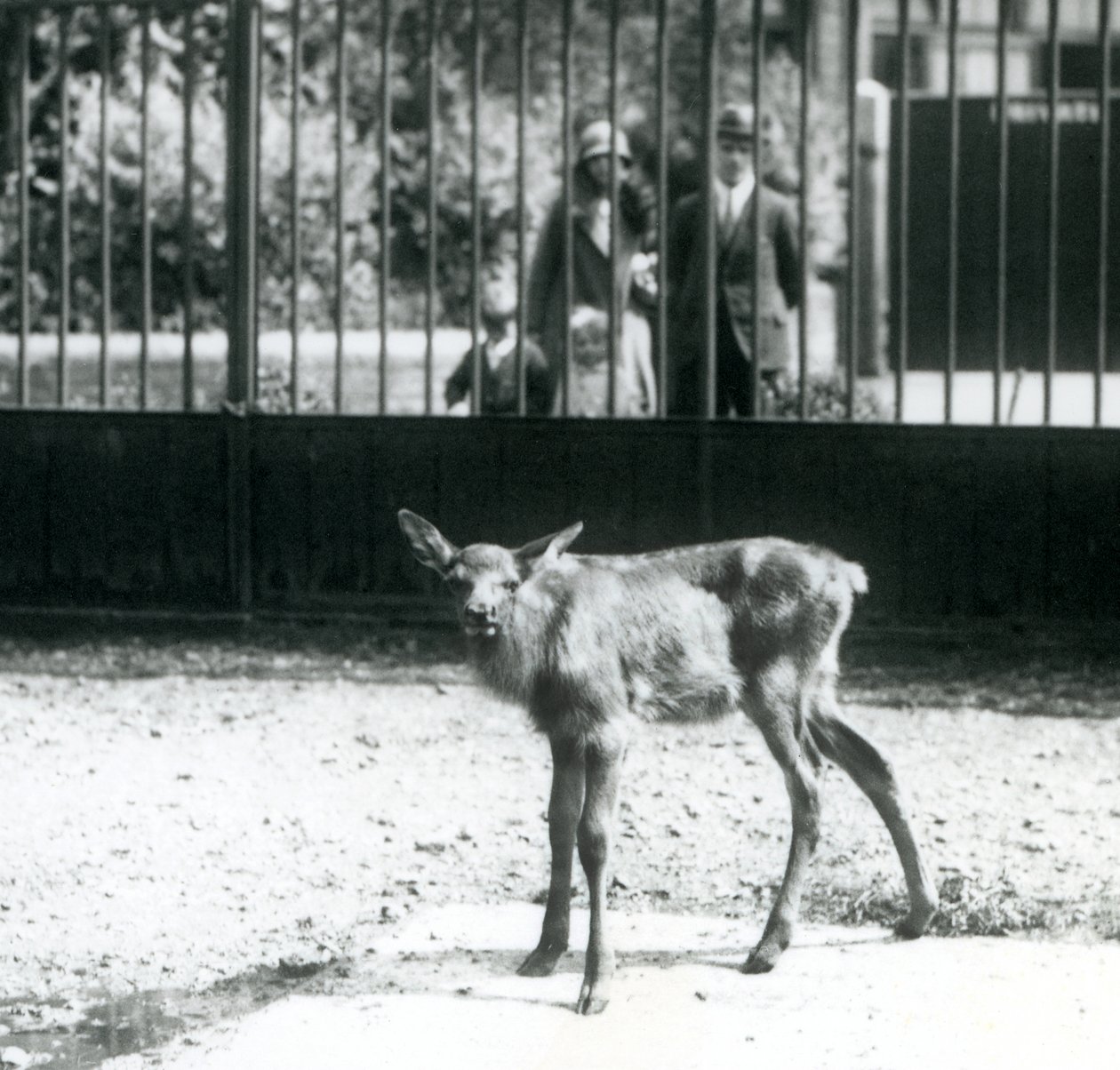 En ung Wapiti/Elk står i paddocken sin, med besøkende som ser på gjennom barer, London Zoo, august 1927 (s/hvitt-bilde) av Frederick William Bond