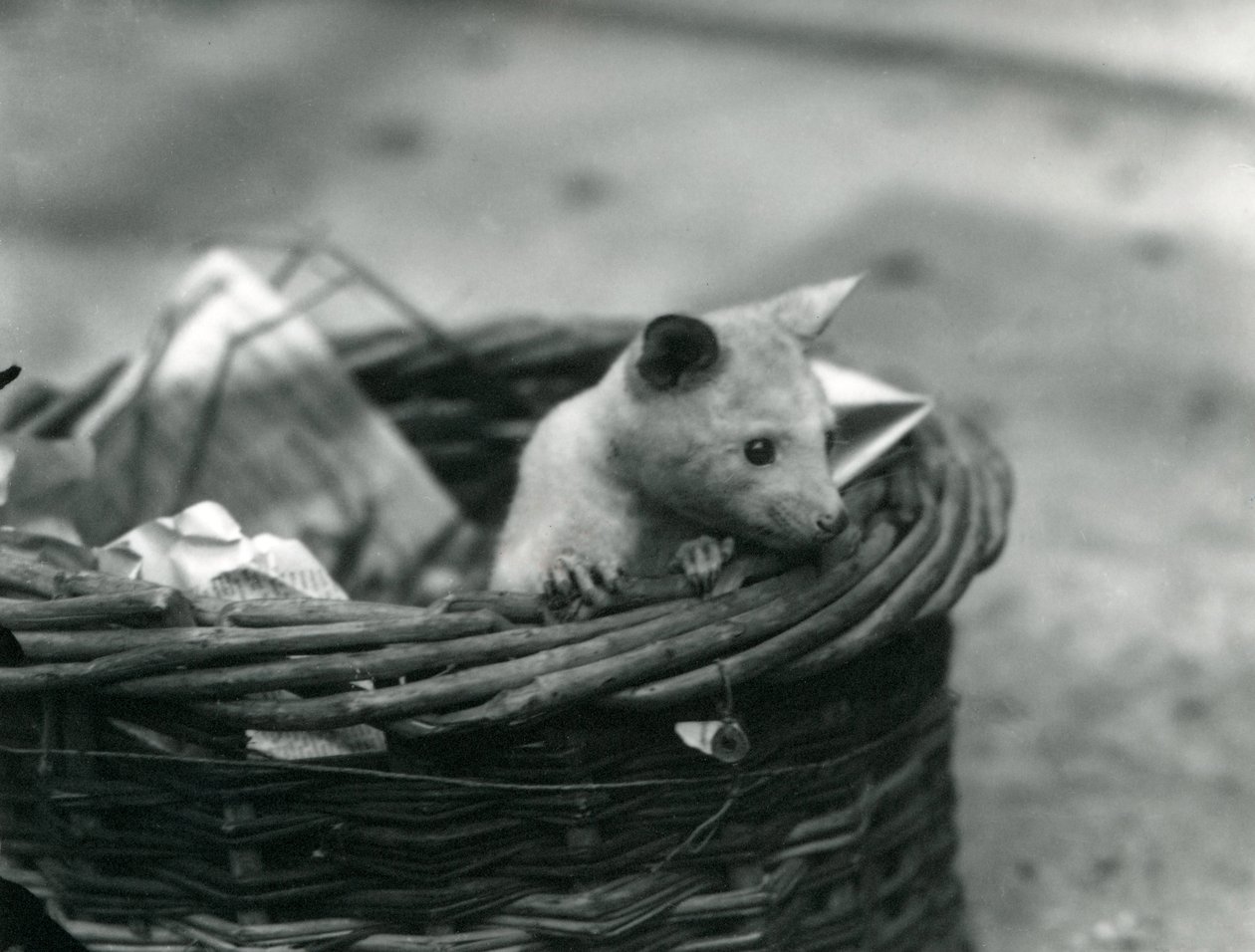 En ung albino Opossum titter ut av en kurv i London Zoo, oktober 1920 av Frederick William Bond