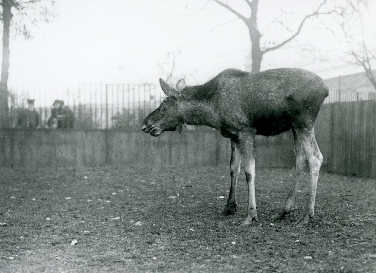 En ung okse Elg/Elg, med sår fra nylig utgytt gevir, som står i paddocken hans i London Zoo (s/hv-bilde) av Frederick William Bond