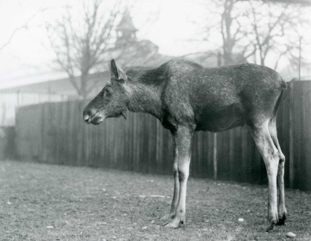 En ung okse Elg/Elg, med sår fra nylig utgytt gevir, som står i paddocken hans i London Zoo (s/hv-bilde) av Frederick William Bond