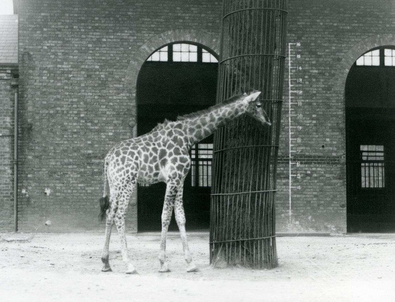 En ung kvinnelig giraff står foran et tre, i paddocken utenfor Giraffe House, London Zoo av Frederick William Bond