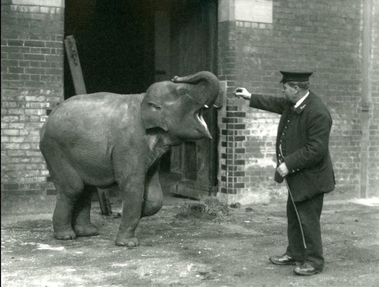 En ung kvinnelig indisk elefant med Keeper H. Robertson, London Zoo, 22. februar 1922 av Frederick William Bond