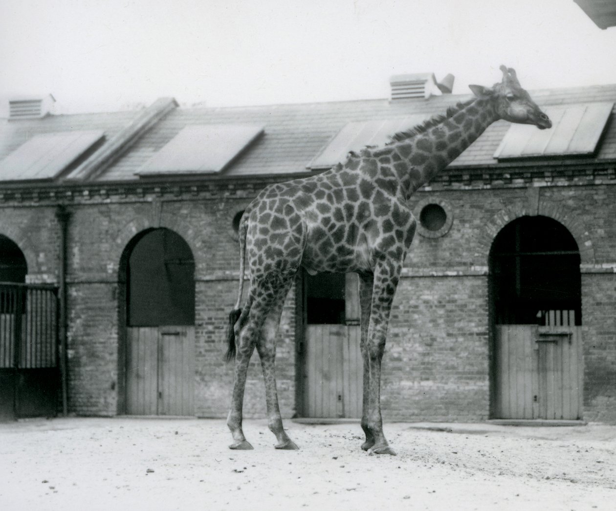 En ung mannlig sjiraff som står i paddocken sin foran Giraffe House, London Zoo av Frederick William Bond