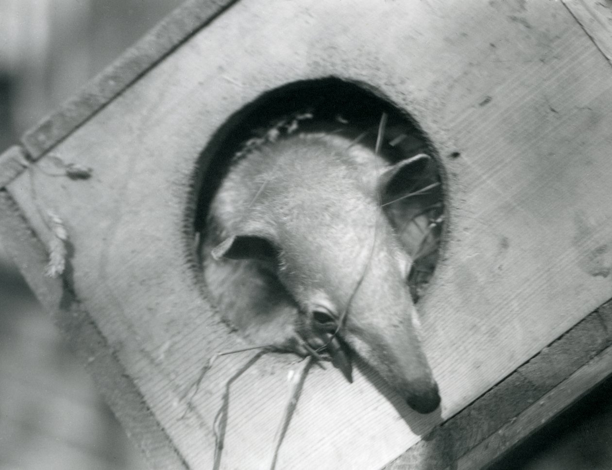 En ung tamandua titter ut av hekkeboksen sin, London Zoo, april 1925 av Frederick William Bond