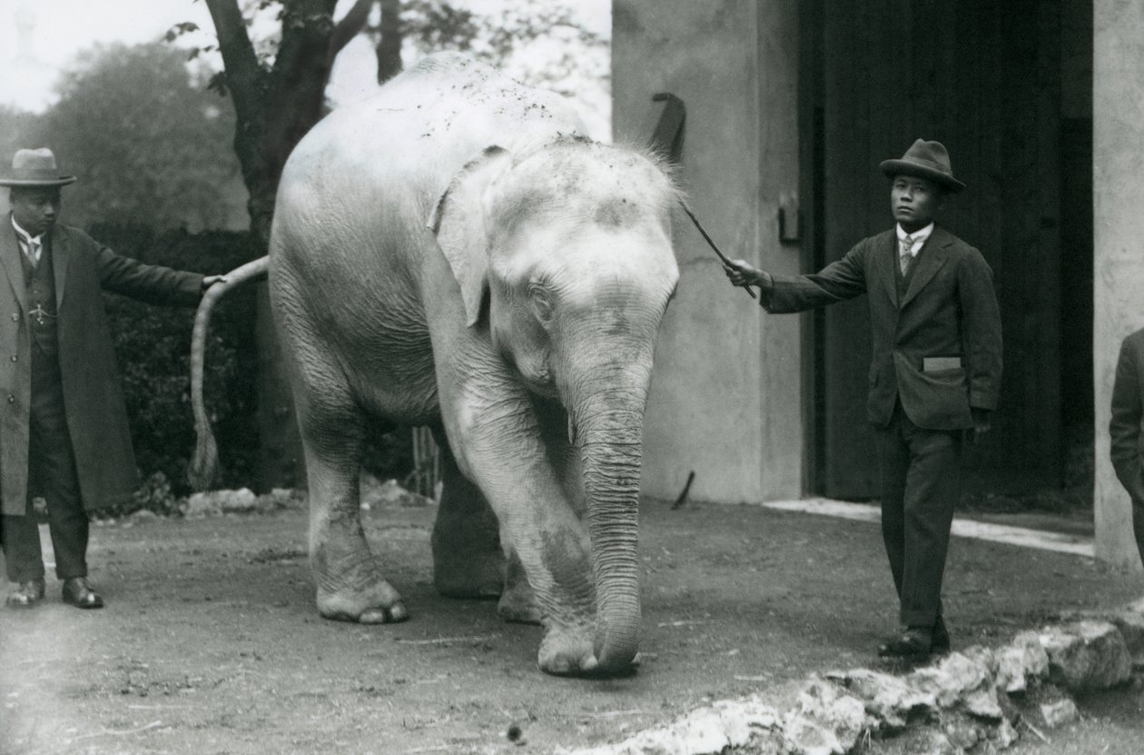 AlbinoWhite Burmese Elephant Pawah med ledsagere inkludert Dr. Saw Po Min, London Zoo, mai 1926 av Frederick William Bond