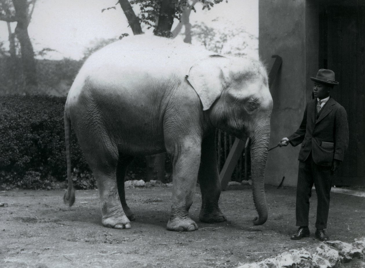 Albino White Elephant Pawah med Dr. Saw Po Minute, London Zoo, mai 1926 av Frederick William Bond