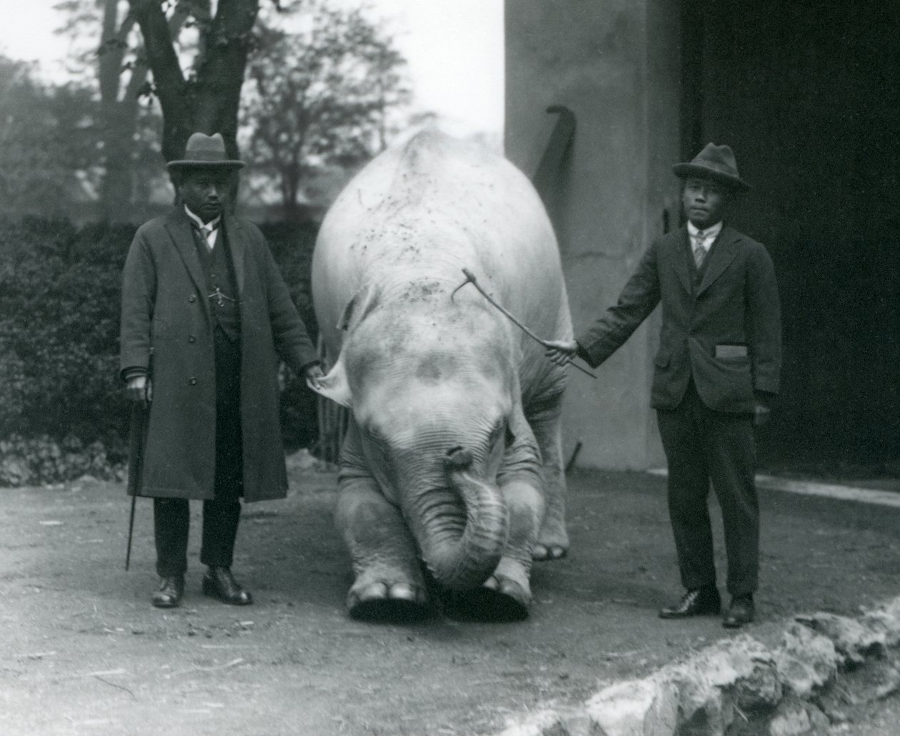 AlbinoWhite Elephant Pawah med Dr. Saw Po Min og Son, London Zoo, mai 1926 av Frederick William Bond