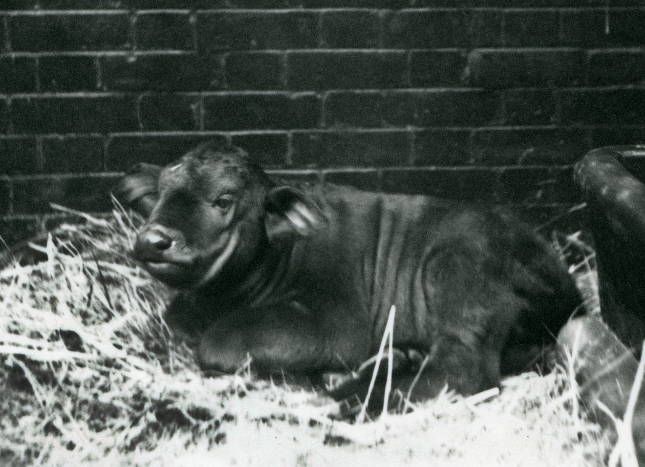 En AfricanCape Buffalo-kalv, født i menasjeriet 8. februar 1927, liggende i halm, London Zoo, februar 1927 av Frederick William Bond