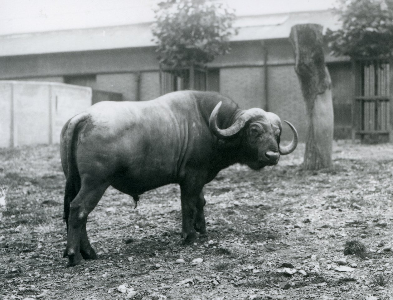 En afrikansk bøffel, eller Cape Buffalo, stående i paddocken hans i London Zoo, 1927 av Frederick William Bond