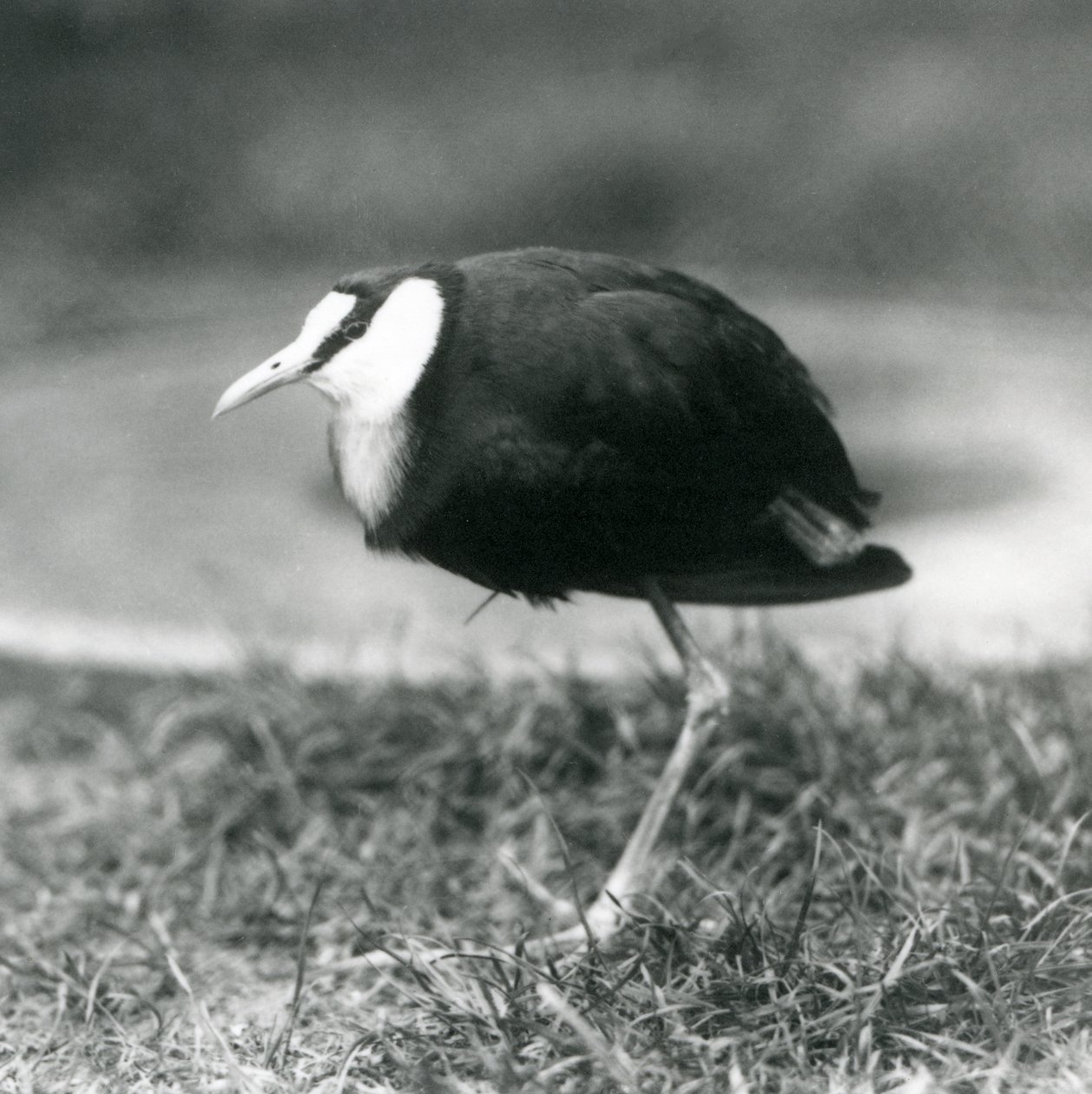 En afrikansk Jacana som står på gress i London Zoo, august 1927 av Frederick William Bond