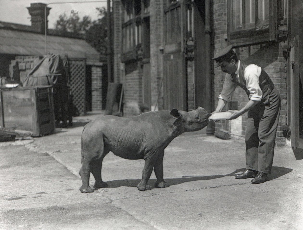 Et afrikansk neshorn, Kathlene og keeper Harry Warryck ved ZSL London Zoo, september 1928 av Frederick William Bond
