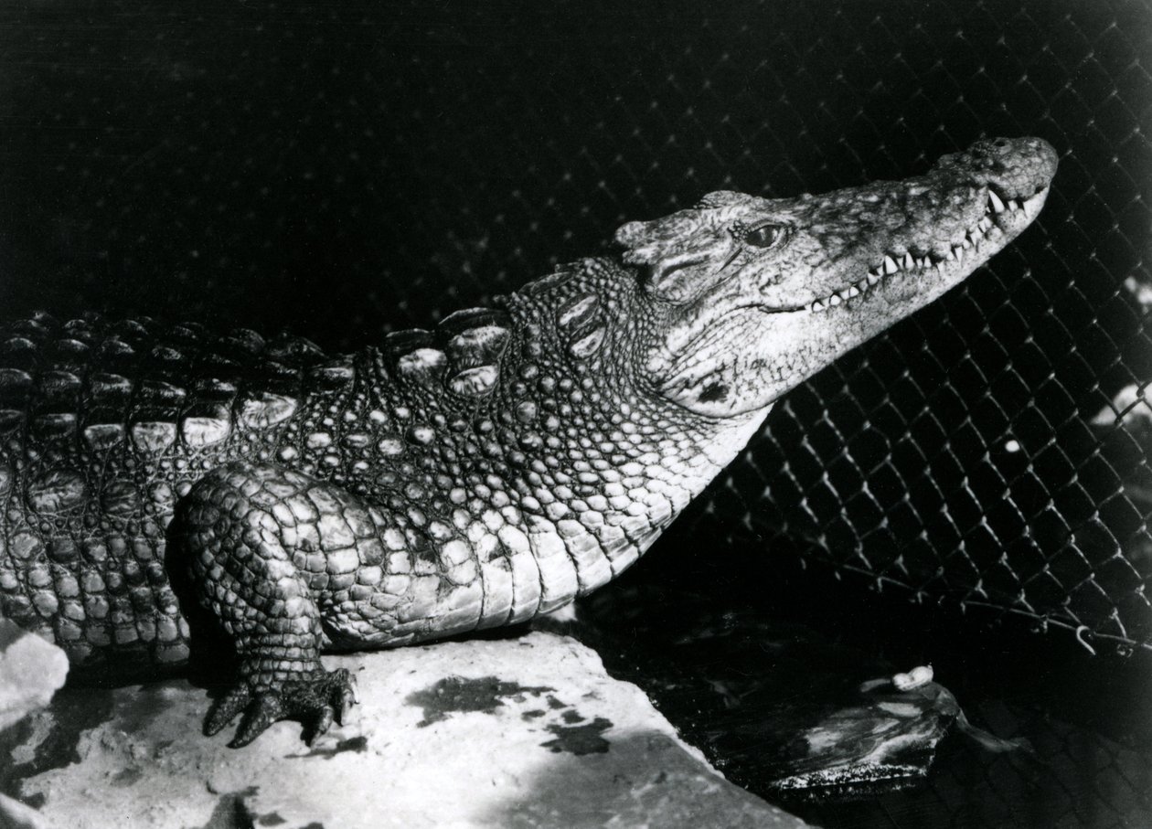 En amerikansk alligator i London Zoo i september 1924 av Frederick William Bond