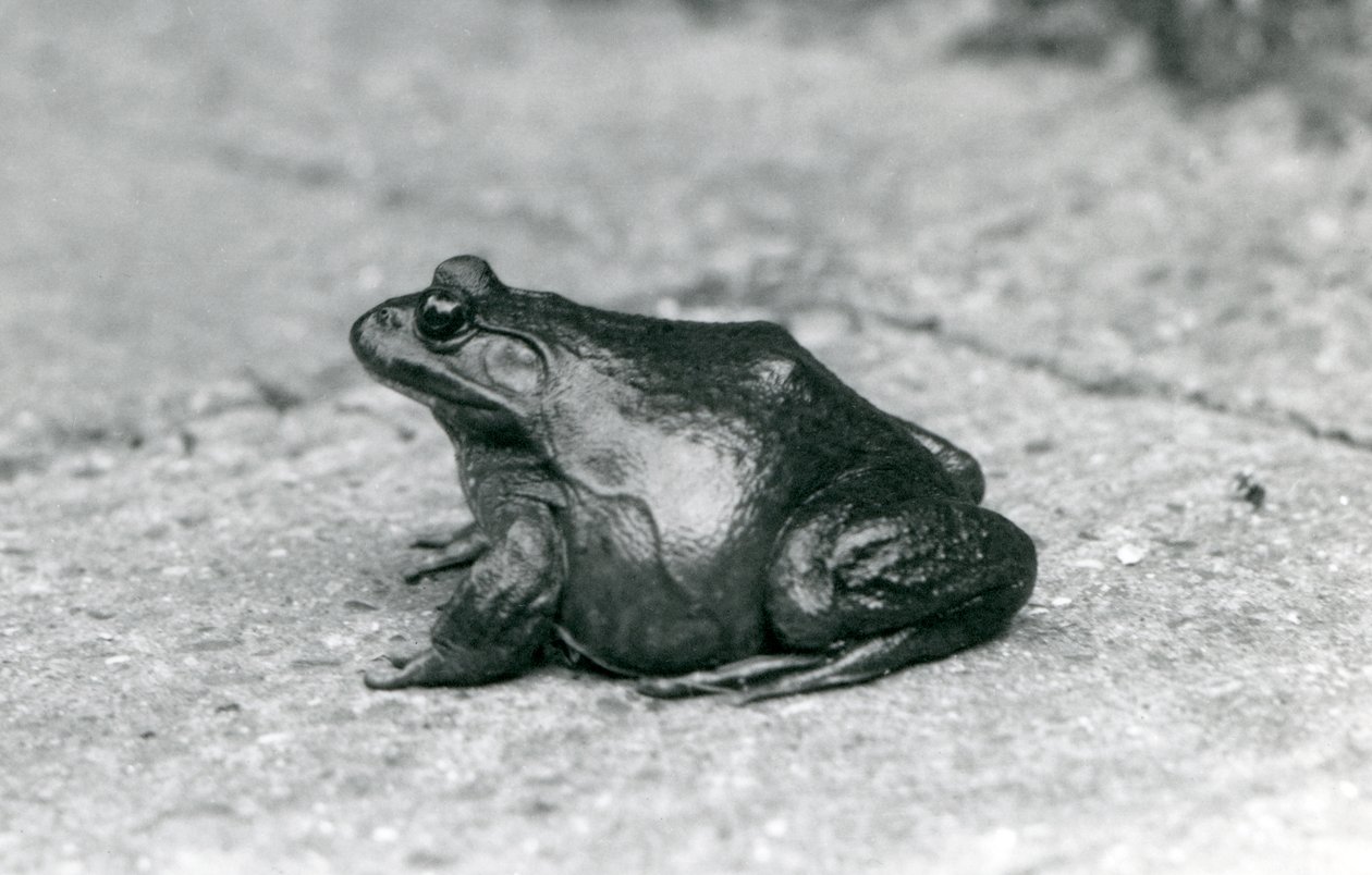 En amerikansk bullfrog, London Zoo, 1925 av Frederick William Bond