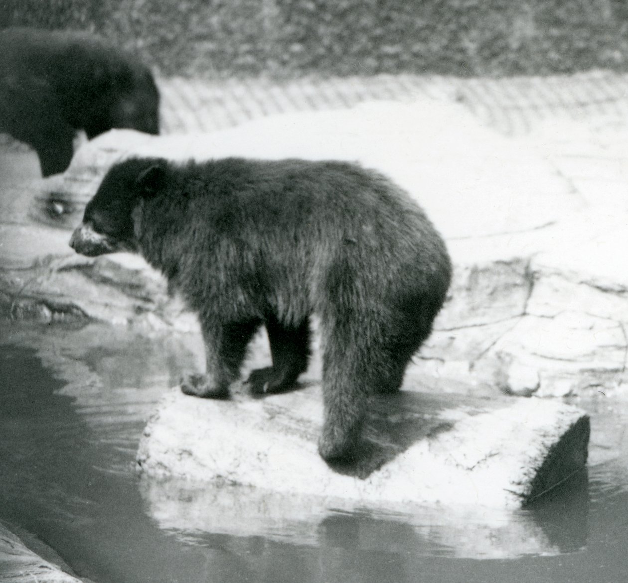En andinsk brillebjørn som balanserer på en tømmerstokk i en vannbasseng, London Zoo, juni 1925 av Frederick William Bond