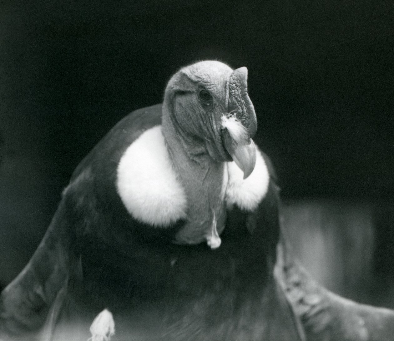 En Andeskondor i London Zoo i 1926 av Frederick William Bond