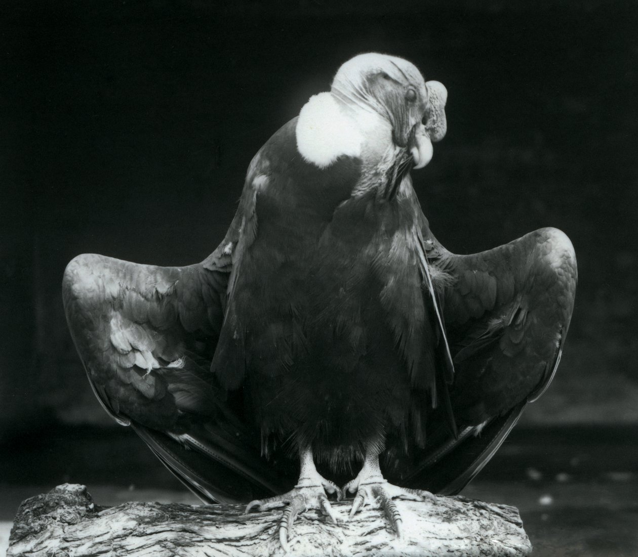En Andeskondor hviler på en tømmerstokk, London Zoo, 1925 av Frederick William Bond