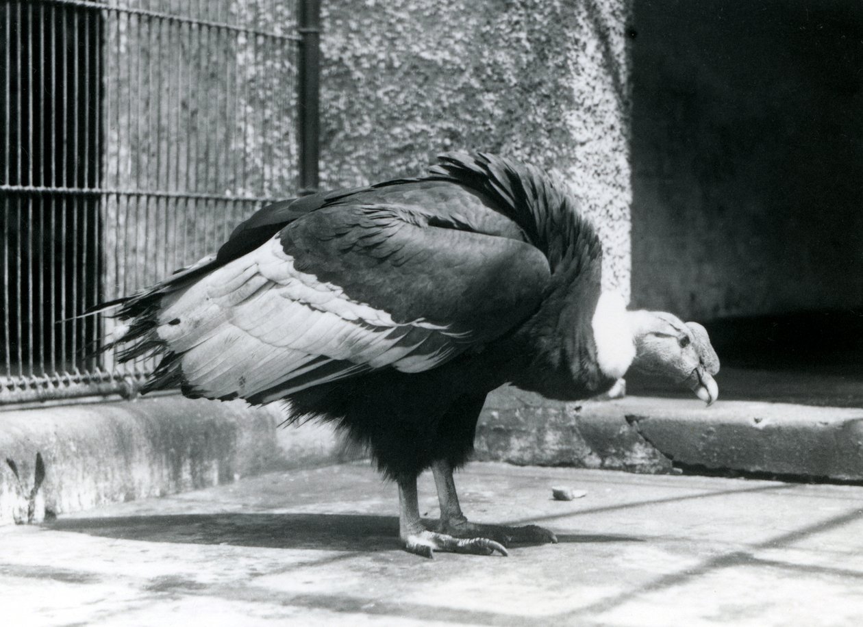 En Andean Vulture stående på gulvet i innhegningen i London Zoo i juli 1925 av Frederick William Bond