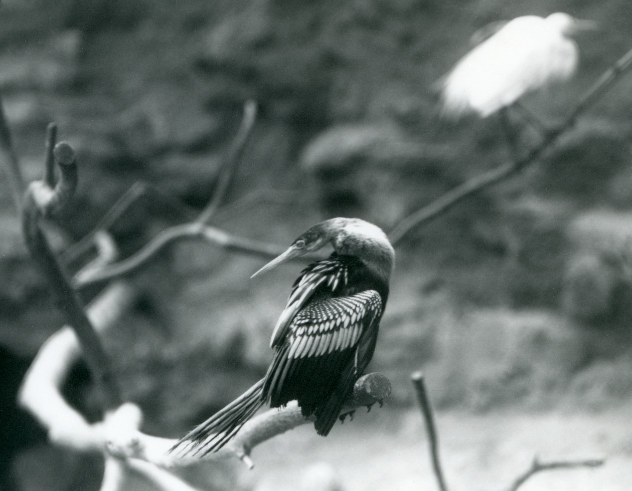En Anhinga American DarterSnakebirdWater Turkey sitter på en gren i London Zoo i september 1927 av Frederick William Bond