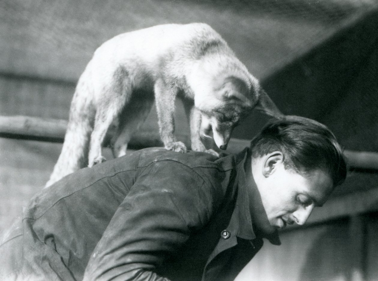 En arabisk rødrev ser over skulderen til keeper F. Shelley mens han står på ryggen mens han bøyer seg, London Zoo, 1925 av Frederick William Bond