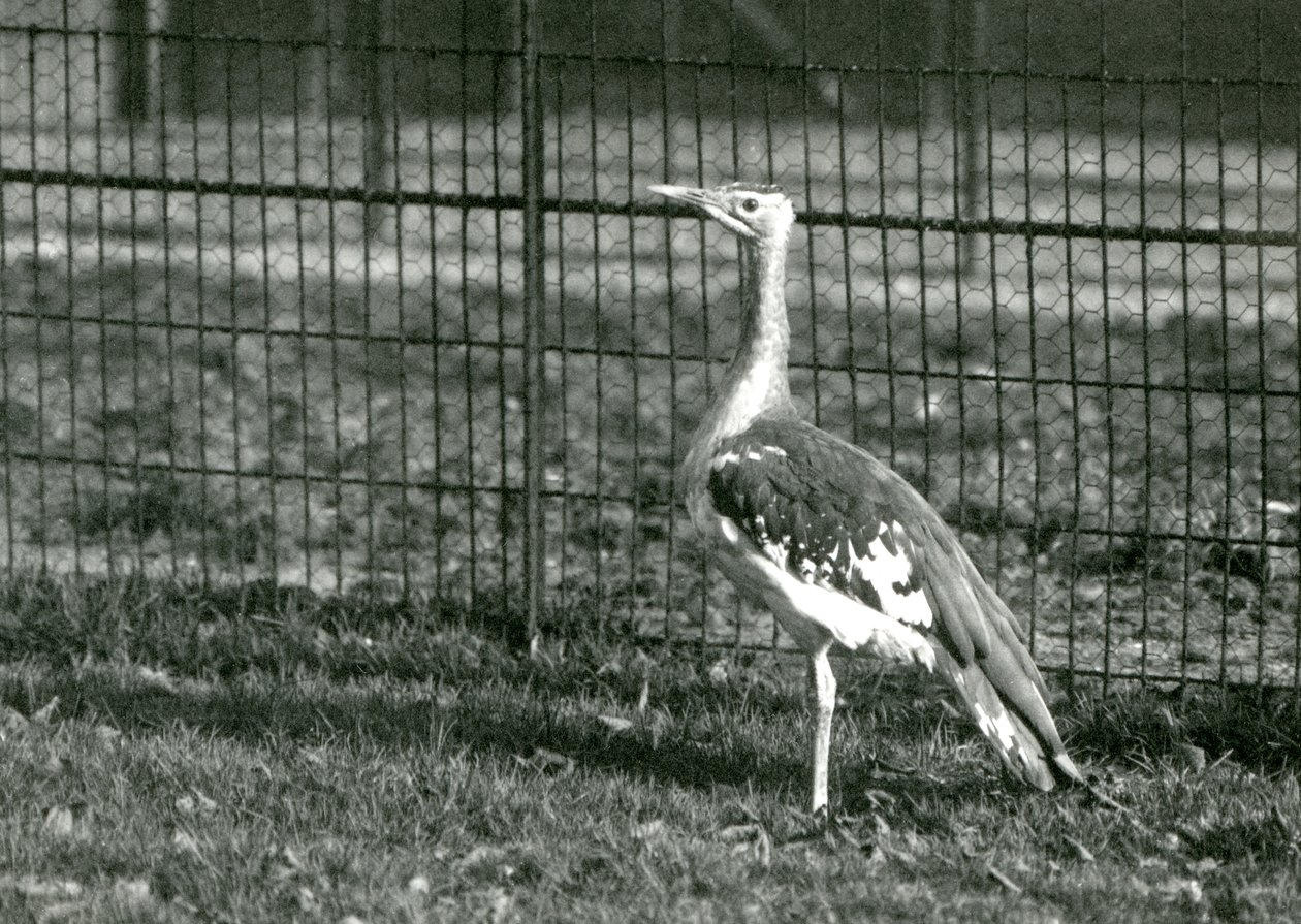 En arabisk bustard som står i innhegningen i London Zoo, 1924 av Frederick William Bond
