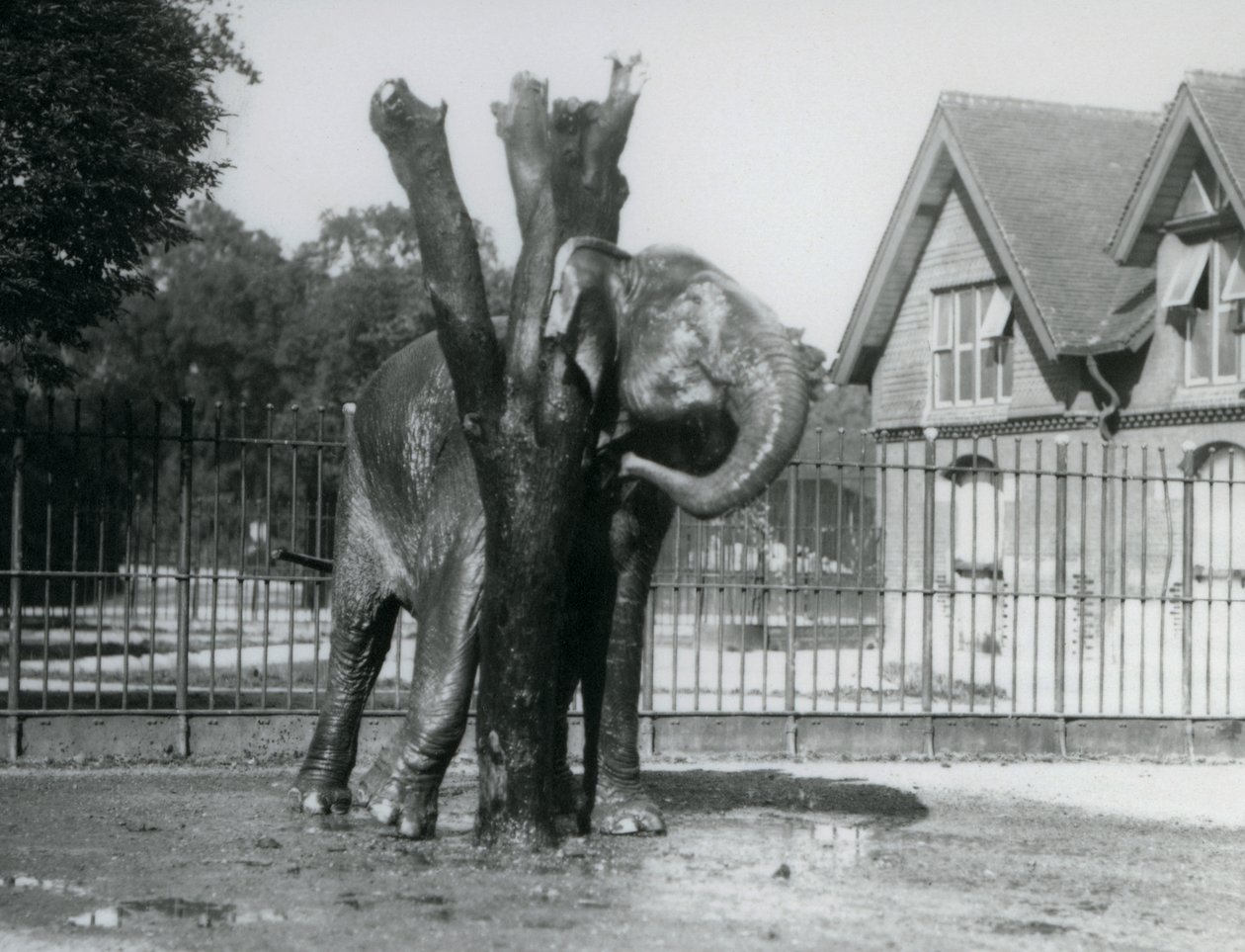 En asiatisk elefant som klør bak øret på skrapestolpen, i innhegningen, London Zoo av Frederick William Bond