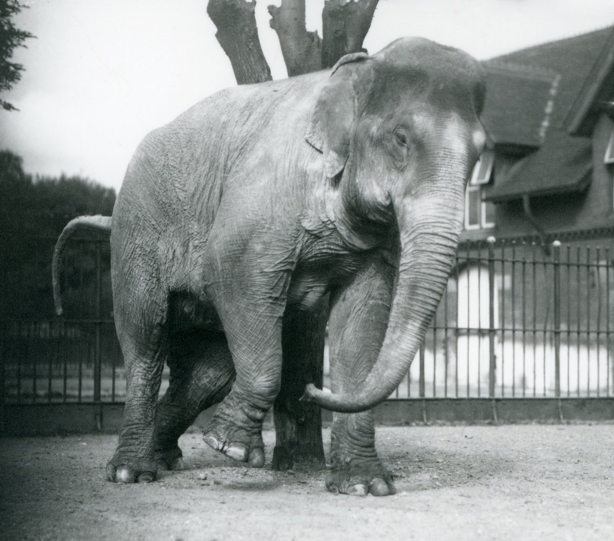 En asiatisk elefant som klør seg mot et dødt tre, London Zoo av Frederick William Bond