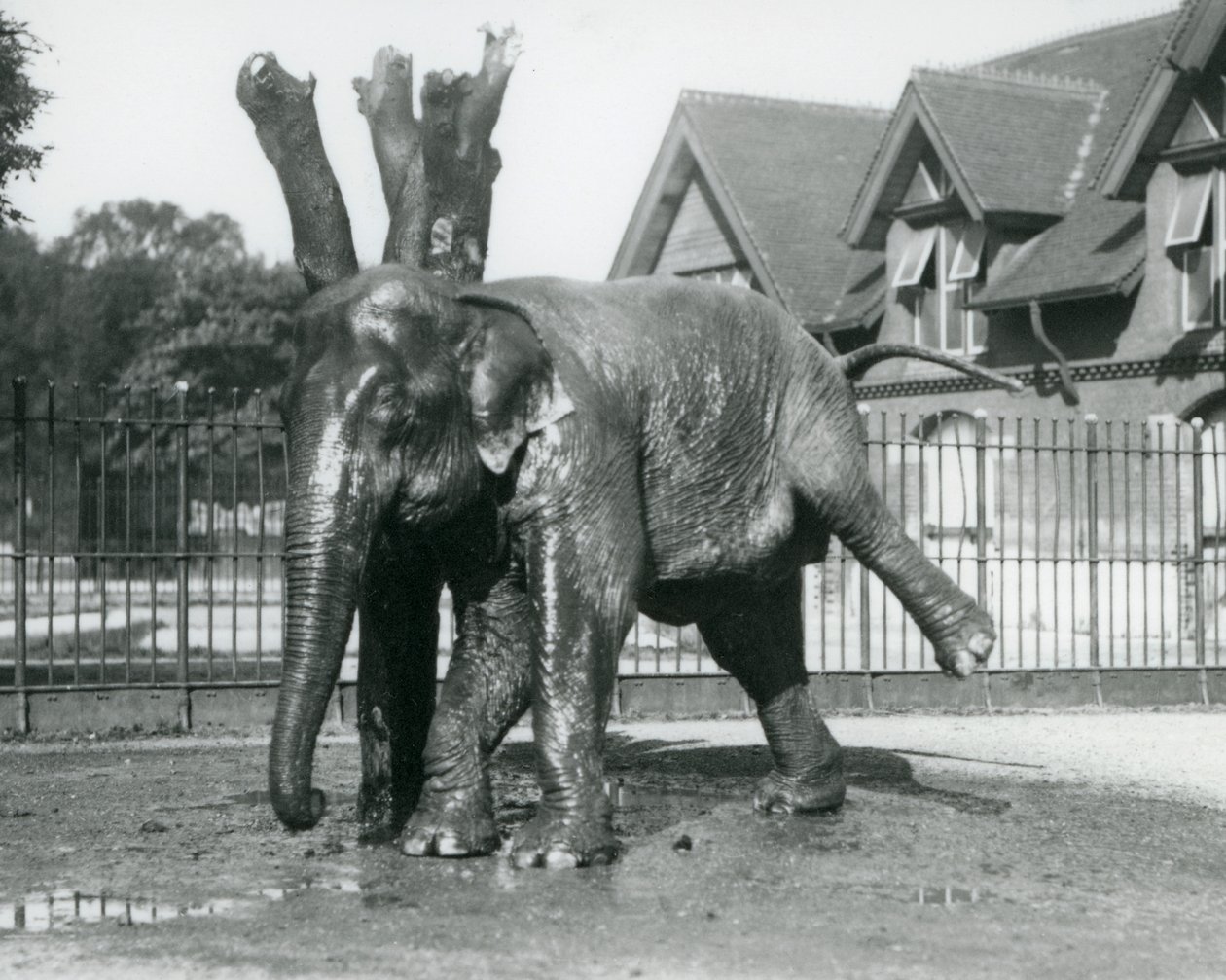 En asiatisk elefant som klør seg mot et dødt tre mens han balanserer på tre ben, London Zoo av Frederick William Bond