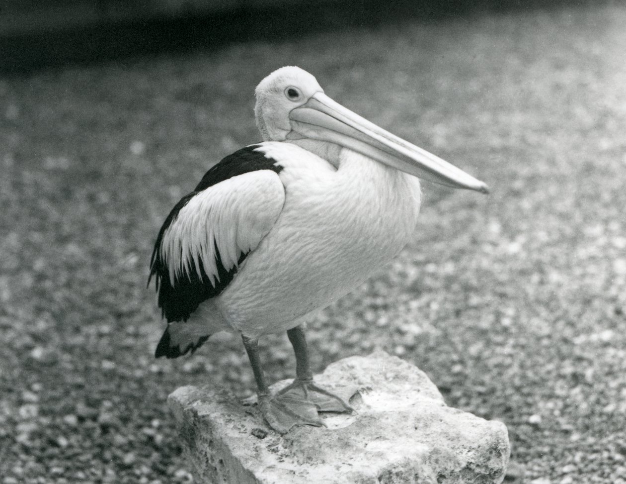 En australsk pelikan som står på en stein i London Zoo i 1929 (s/hv-bilde) av Frederick William Bond