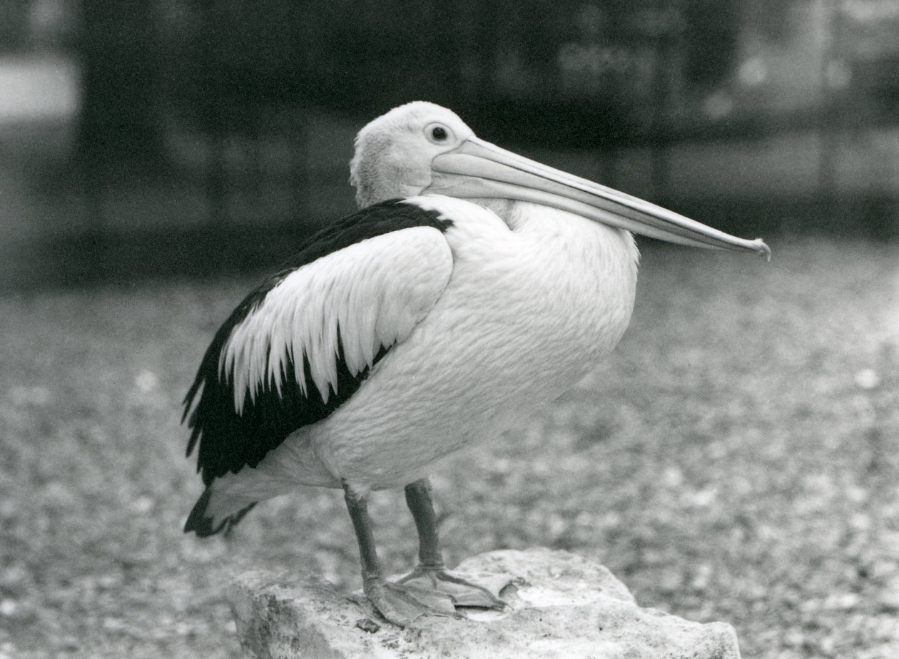 En australsk pelikan som står på en stein i London Zoo i 1929 (s/hv-bilde) av Frederick William Bond