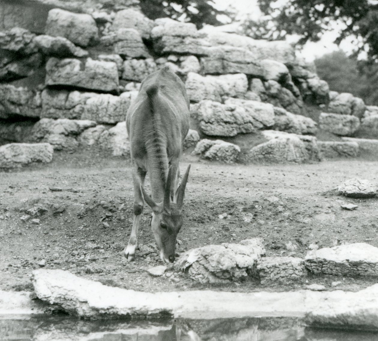 En Eland som beitet i Antilope Paddock i London Zoo i 1929 (s/hvitt-bilde) av Frederick William Bond
