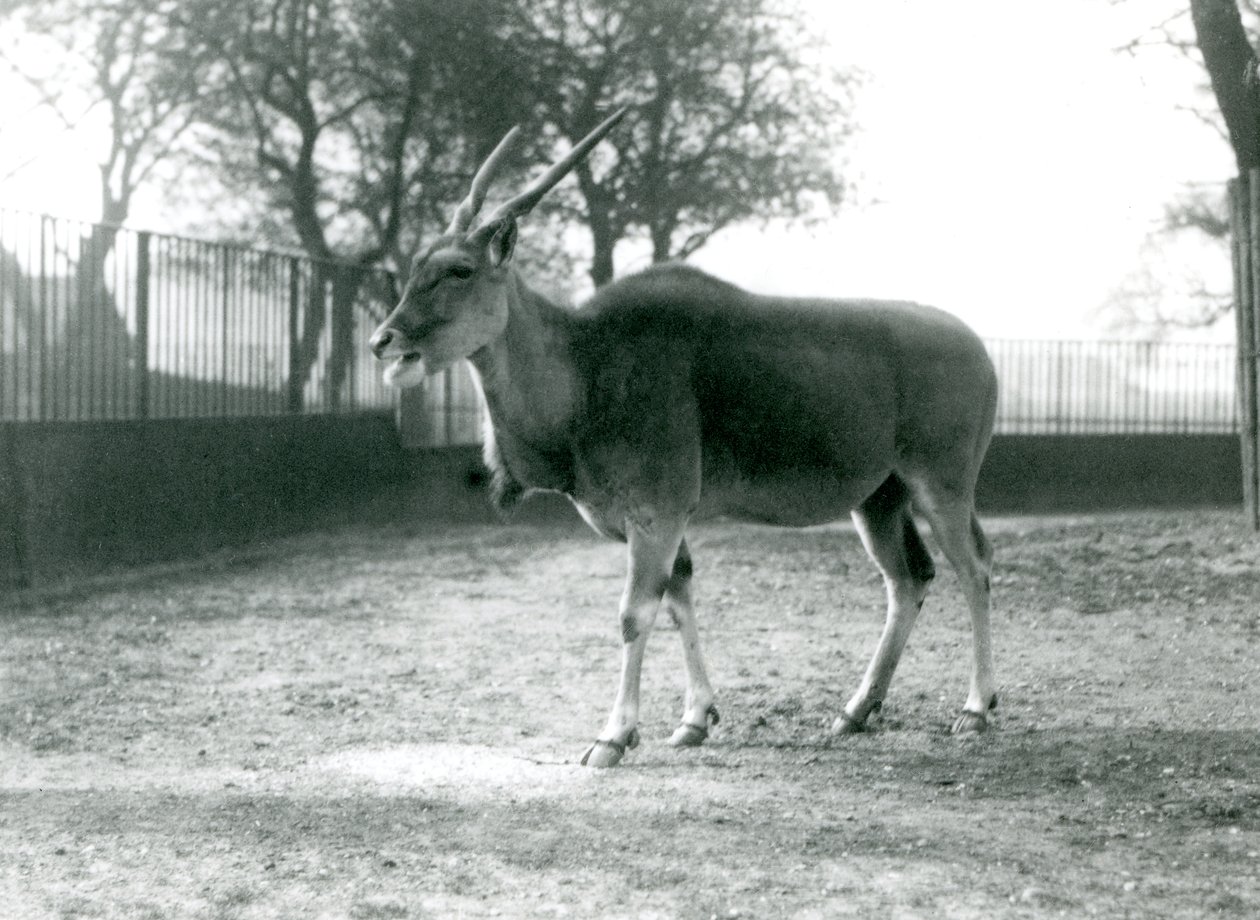 En Eland i paddocken i London Zoo i juni 1925 av Frederick William Bond