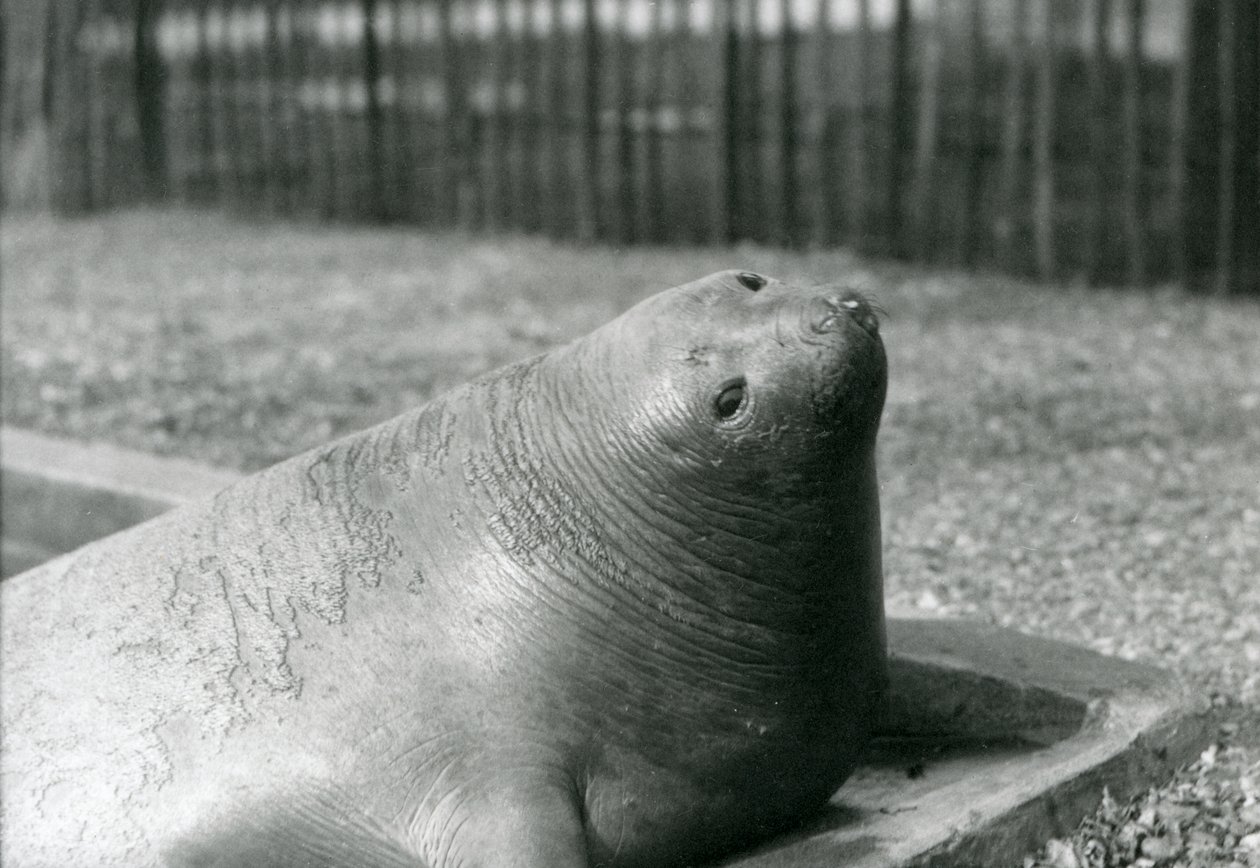 En selelefant hviler i bassenget i London Zoo i 1930 (s/hvitt-bilde) av Frederick William Bond