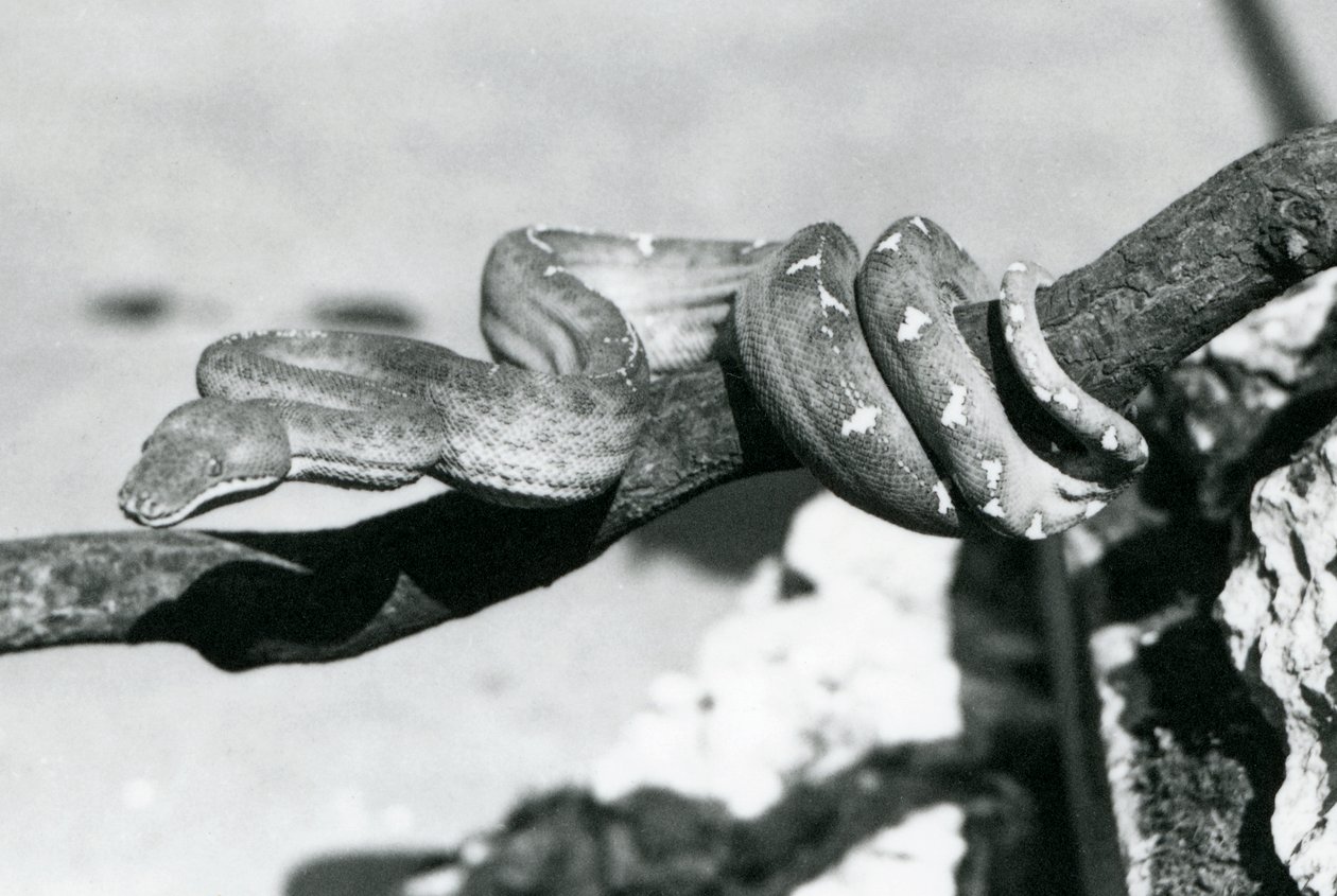 En Emerald Tree Boa med kroppen sin kveilet langs en gren, London Zoo, oktober 1928 (s/hv-bilde) av Frederick William Bond