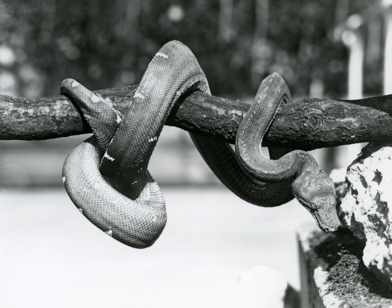 En Emerald Tree Boa med kroppen sin kveilet langs en horisontal gren, ser ned mot bakken, London Zoo, oktober 1928 (s/hv-bilde) av Frederick William Bond