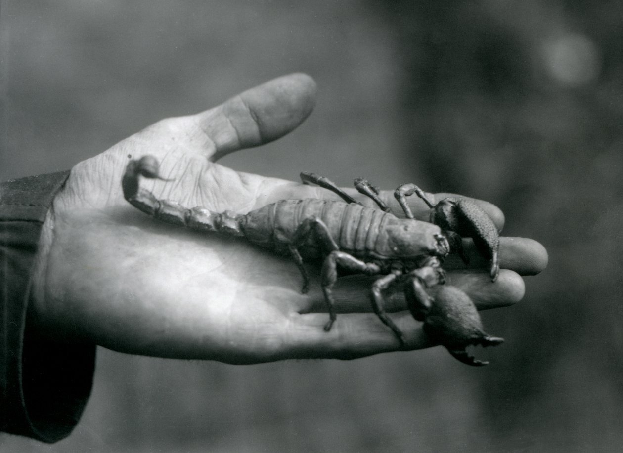 En keiserskorpion holdt i håndflaten på en keepers hånd, London Zoo, oktober 1925 av Frederick William Bond