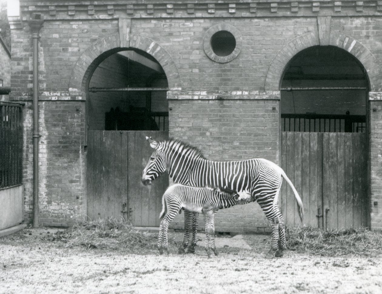 En truet Grevys Imperial Zebra som står og mater føllet hennes, i paddocken deres i London Zoo i 1927 av Frederick William Bond
