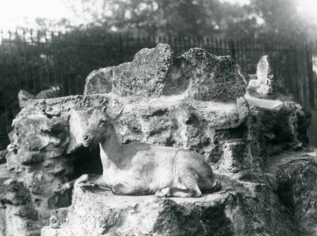 En steinbukk fra Himalaya hviler på en fjellhylle ved London Zoo, august 1927 av Frederick William Bond