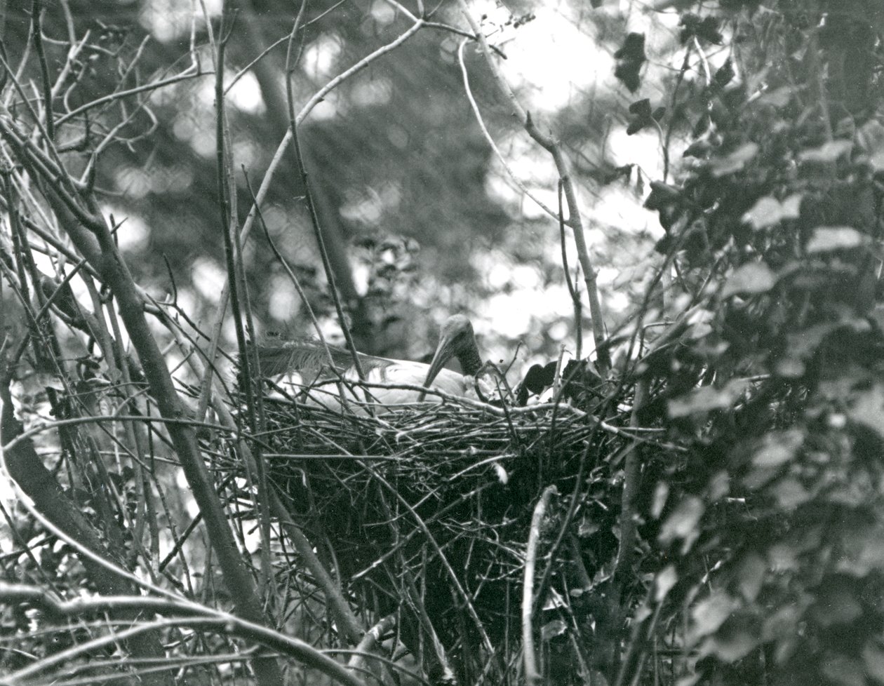En Ibis sitter på redet i London Zoo i 1924 av Frederick William Bond
