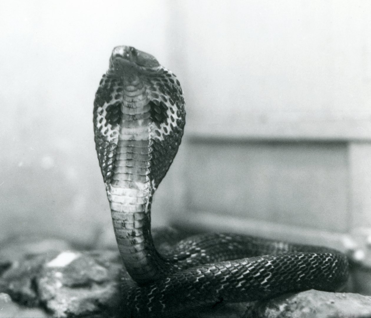 En indisk brilleformet asianBinocellate Cobra med hevet hode og utsvingt hette, London Zoo, oktober 1925 av Frederick William Bond