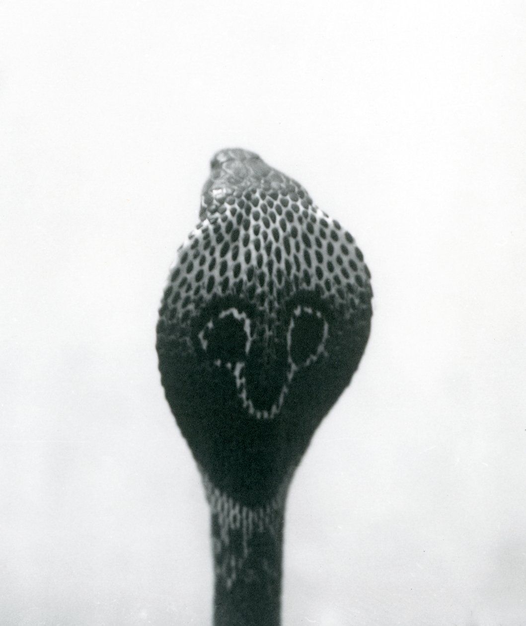 En indisk brilleformet asianBinocellate Cobra med hevet hode og utsvingt hette, London Zoo, oktober 1925 av Frederick William Bond