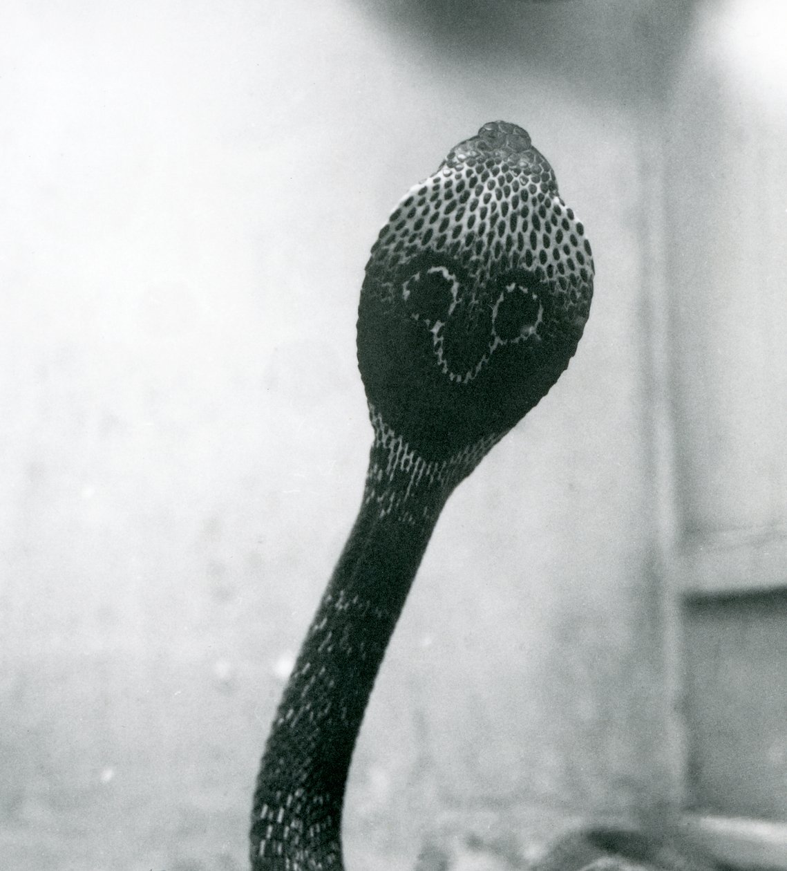 En indisk brilleformet asianBinocellate Cobra med hevet hode og utsvingt hette, London Zoo, oktober 1925 av Frederick William Bond