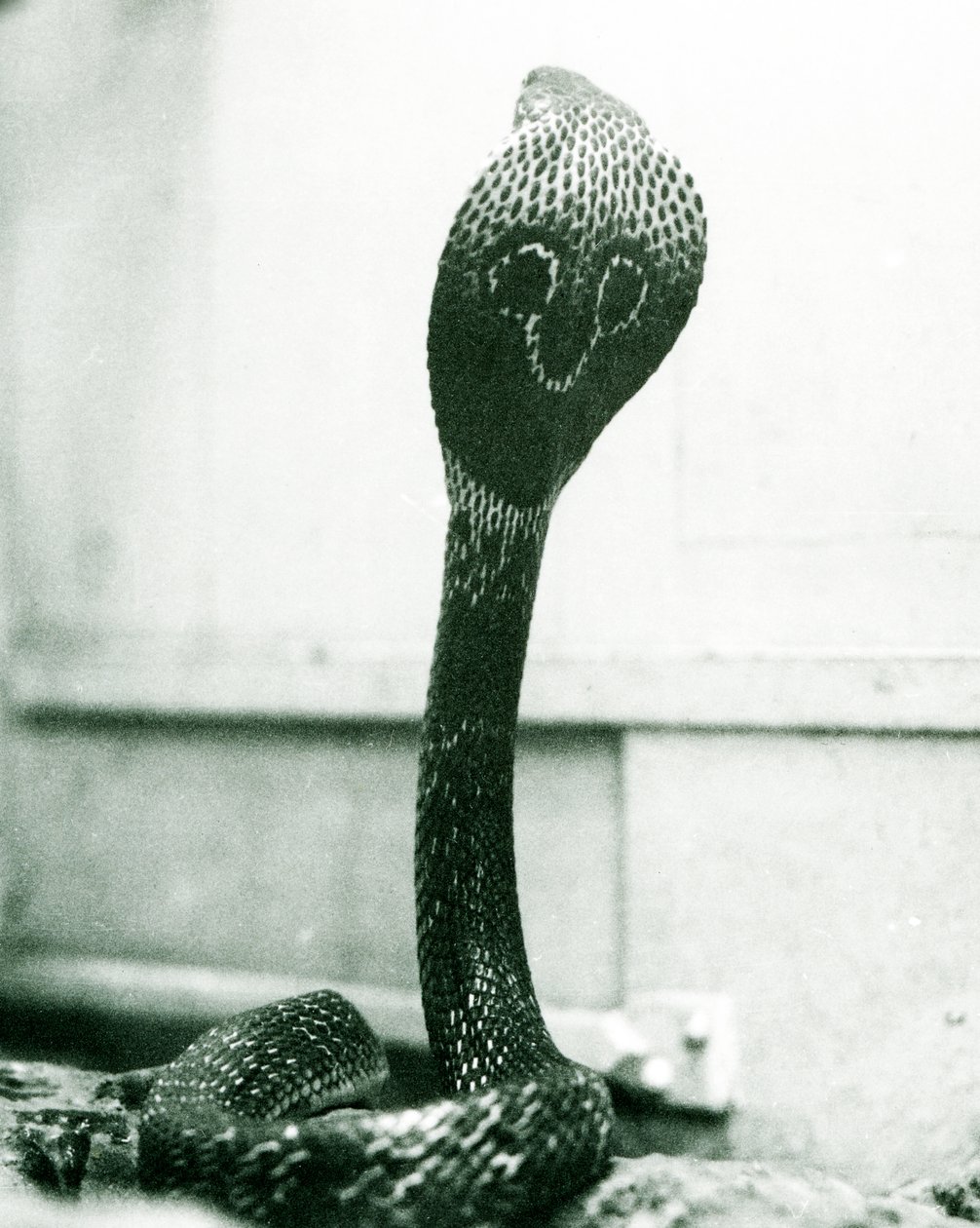 En indisk brilleformet asianBinocellate Cobra med hevet hode og utsvingt hette, London Zoo, oktober 1925 av Frederick William Bond