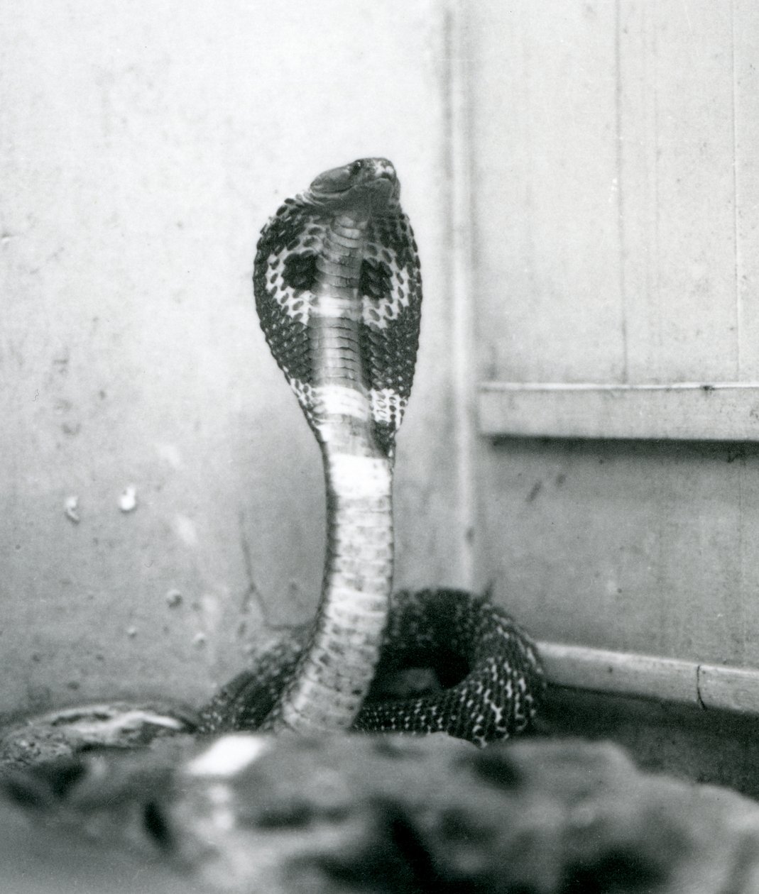 En indisk brilleformet asianBinocellate Cobra med hevet hode og utsvingt hette, London Zoo, oktober 1925 av Frederick William Bond