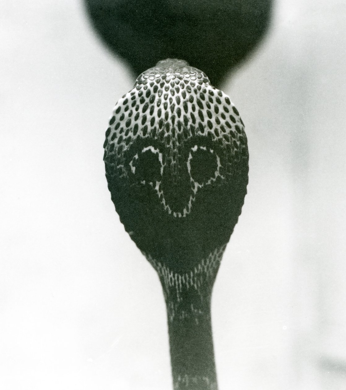 En indisk brilleformet asianBinocellate Cobra med hevet hode og utsvingt hette, London Zoo, oktober 1925 av Frederick William Bond