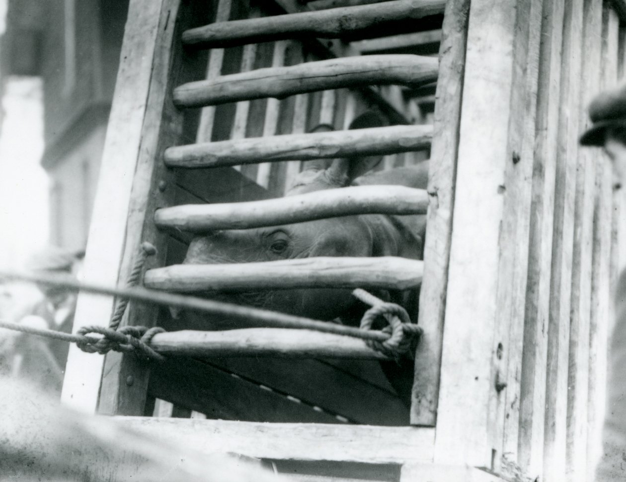 Et indisk neshorn titter ut av sin tretransportkasse ved ankomst til London Zoo i 1924 (s/hvitt-bilde) av Frederick William Bond