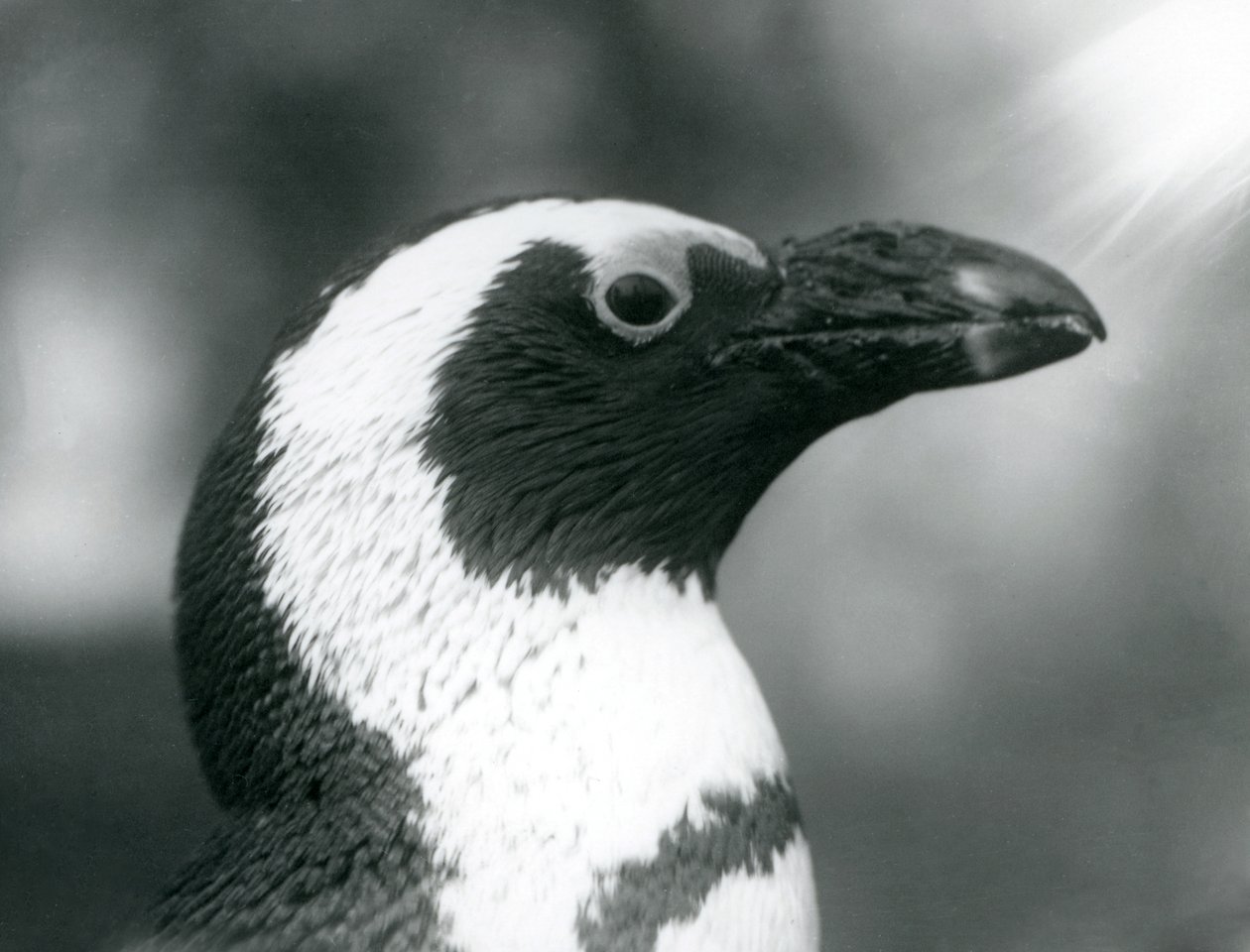 En voksen svartfot Jackass African Penguin i London Zoo, september 1925 av Frederick William Bond