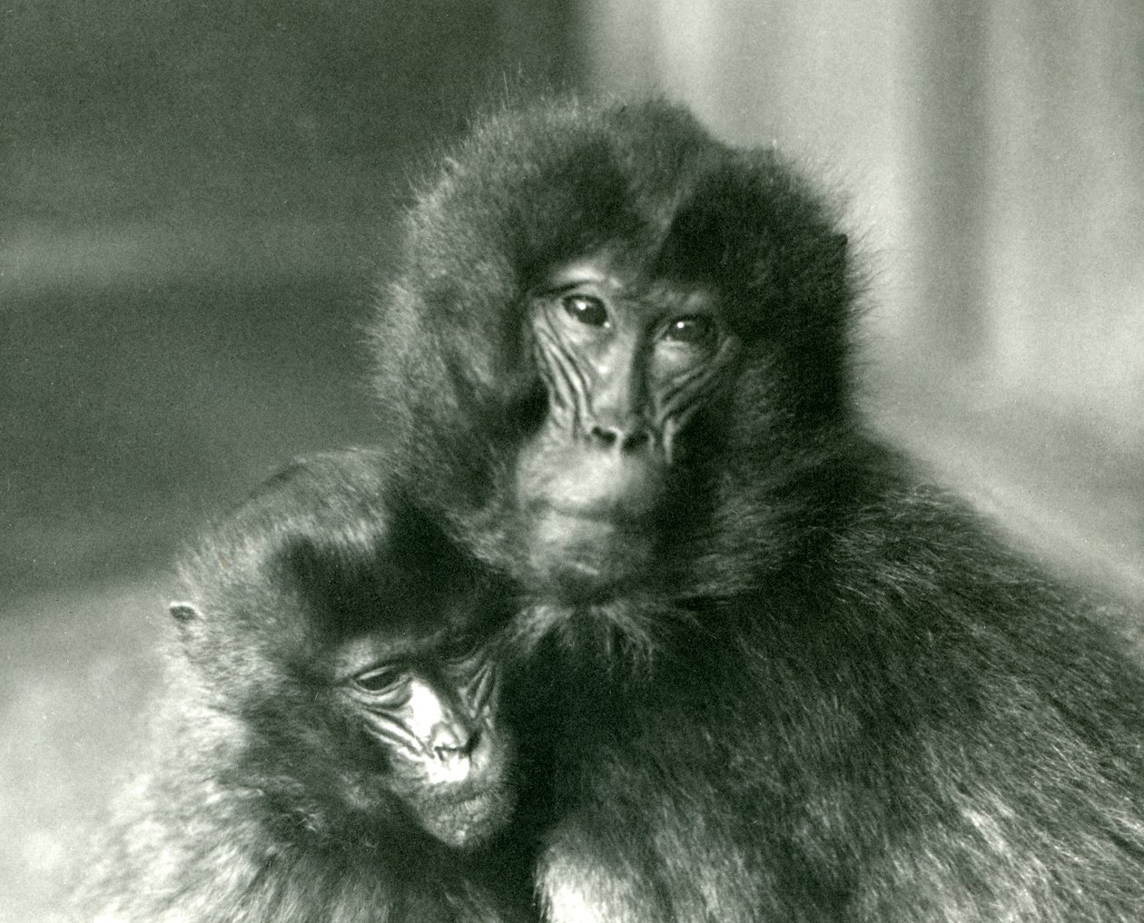 En voksen og ung Gelada blødende hjerteape i London Zoo i januar 1925 av Frederick William Bond