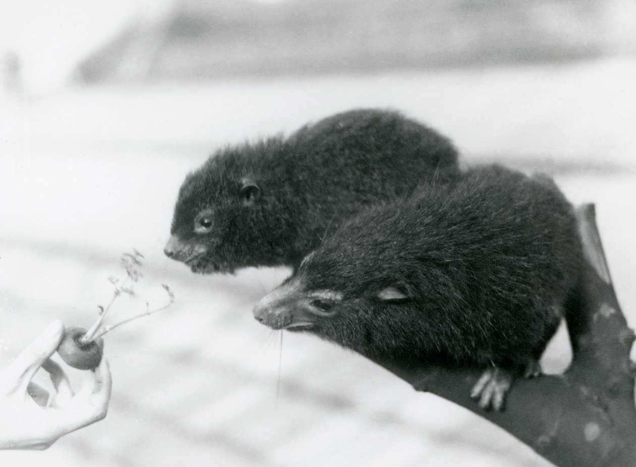 En voksen og ung Western Tree Hyrax sitter på en gren og lener seg over til en gulrottopp som holdes for dem å spise, London Zoo av Frederick William Bond