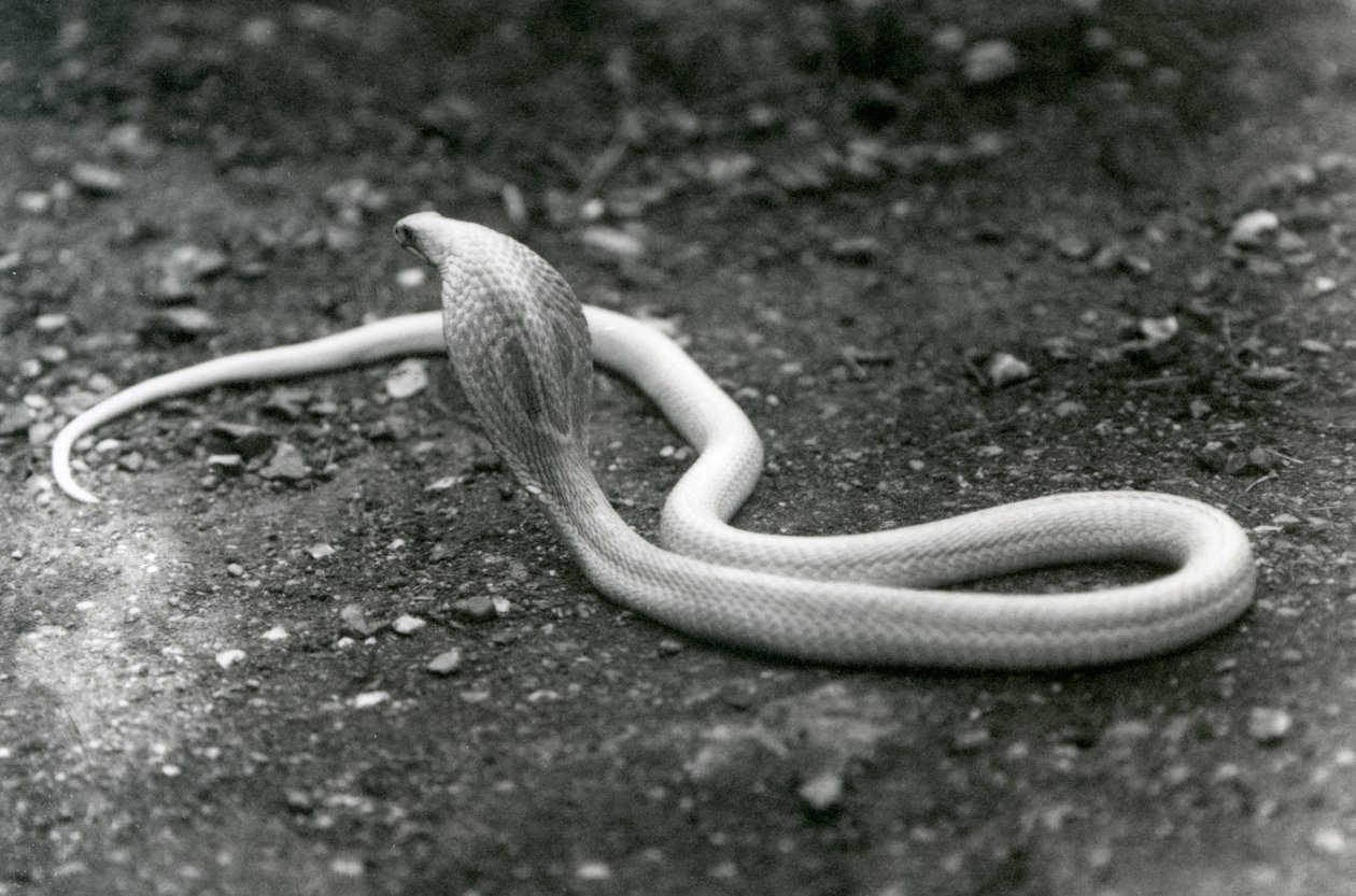 En albino indisk brilleformet asianBinocellate Cobra med hevet hode og hette spredt, London Zoo, september 1924 av Frederick William Bond